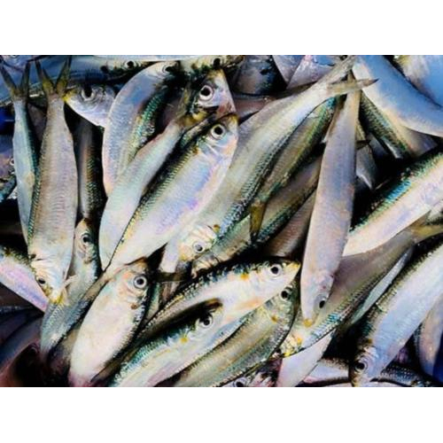 Gỏi Cá Trích Hà Tiên – Tinh Hoa Biển Cả Giữa Miền Đất Thơ Mộng