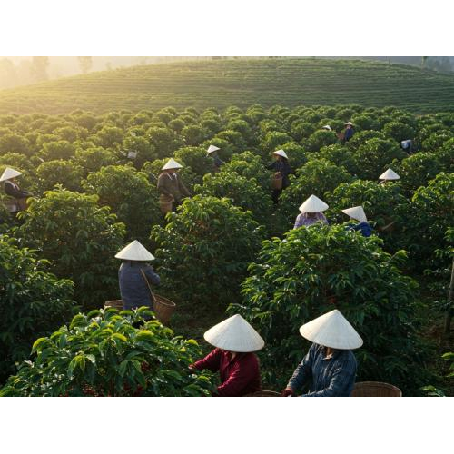 Chính Thức Ra Mắt VietnamOFSA.vn – Nền Tảng Thương Mại Điện Tử Cho Nông Sản Xanh